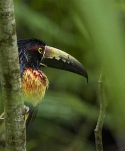 Forest Bird - Decoding the Lost World of the Maya