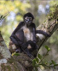 Forest Monkey - Decoding the Lost World of the Maya